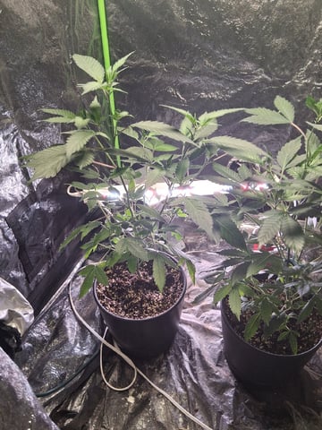 S&D  First Grow — vegetative, day 18