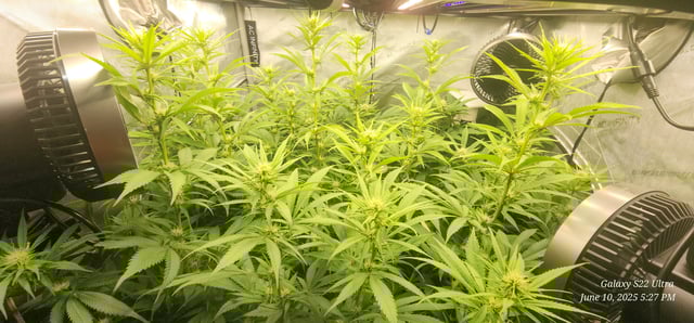 Foundational Legend — flower, day 147