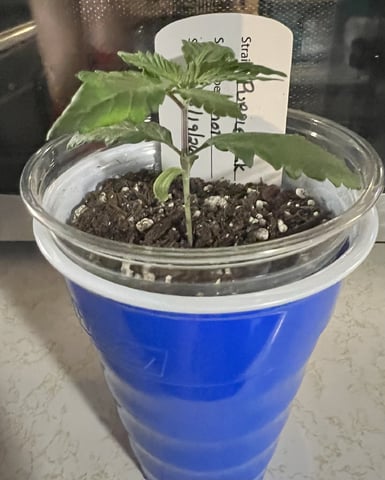 Inside Mother Plants — vegetative, day 23