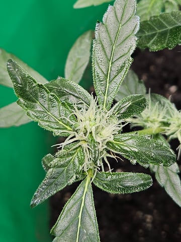 1st plant. Strain: Green Gelato AutoFlower — flower, day 68