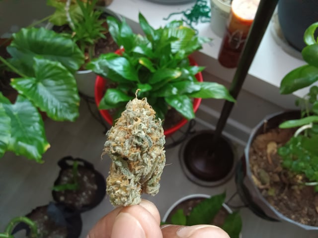 Started from clone 5/20 (Blood Diamond OG)  — done, day 63