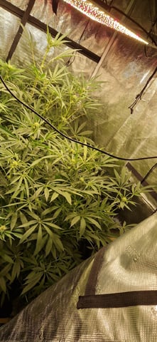 Indigo Saphirex2 And Slush Mint Cake X2 — flower, day 79