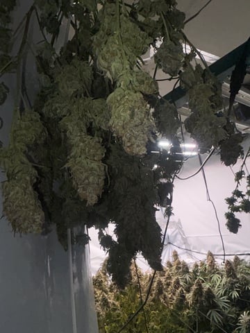 zunami s1 grounded genetics  — harvest, day 90