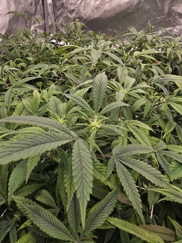 Dante's Inferno Rerun — flower, day 120