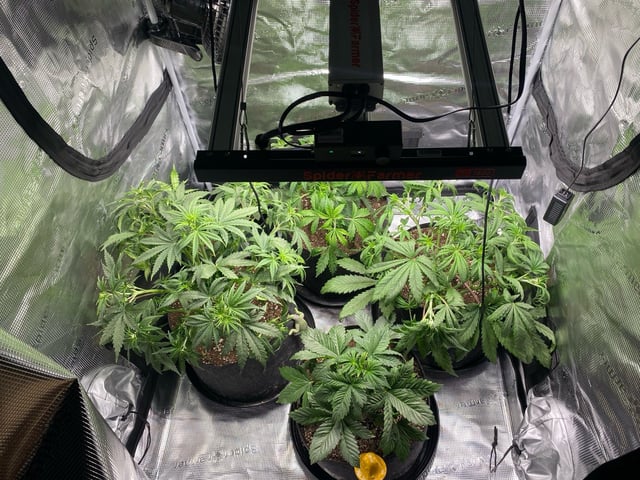 Auto Run #1 2025-2026 — vegetative, day 46