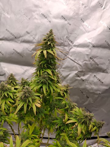 Do Si Dos -Cookies — flower, day 123