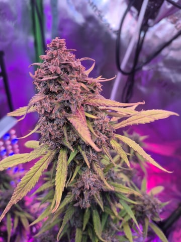 First "Auto" Grow — flower, day 74