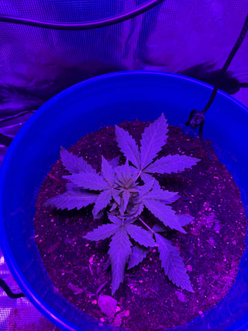 Gorilla glue — vegetative, day 14