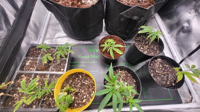 2x2x4 — vegetative, day 43