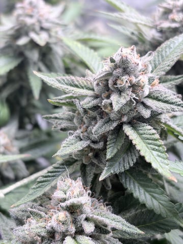 CANDYLAND — flower, day 154