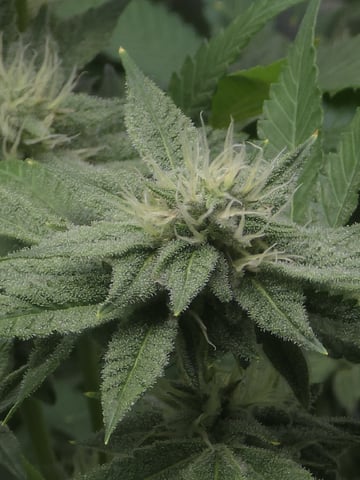Barney's Farm - Cherry Popper — flower, day 95