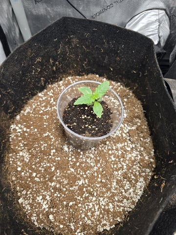 Indoor — germination, day 15