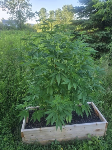 Grandpa Cookies, Black Cherry Soda And Lemon Trees — vegetative, day 102