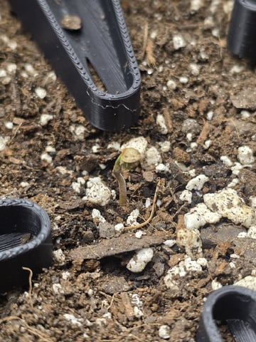 2nd Grow Lemon Cherry Cookies — germination, day 5