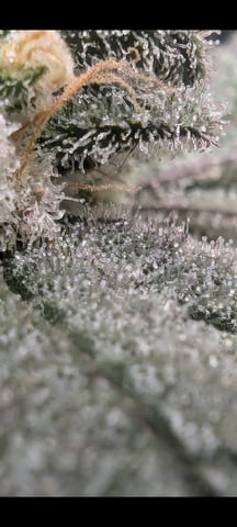 B E A utiful  — flower, day 136