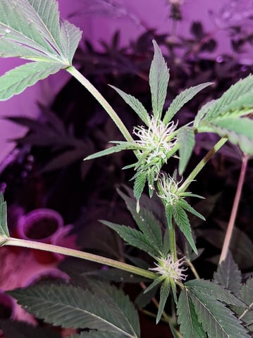 White Widow & Skittlez — flower, day 24