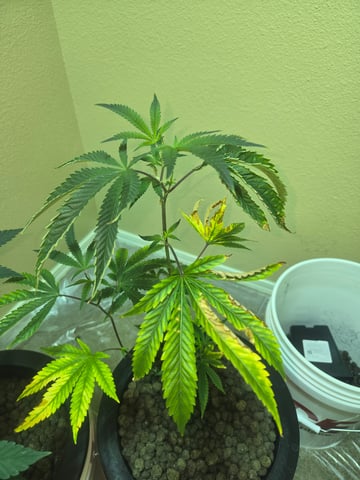 first time closet phx az — vegetative, day 5