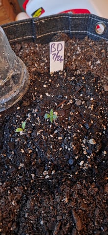 Let's just leave these right here! — germination, day 6