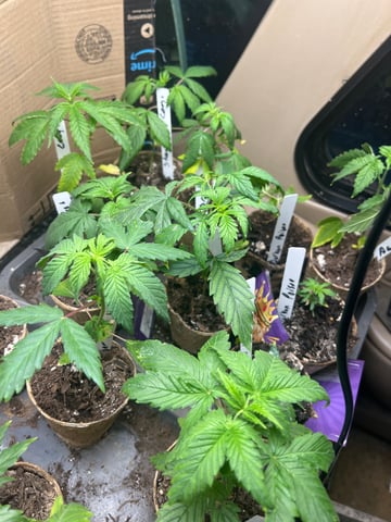 WNC Grow 1 — grow_setup, day 1