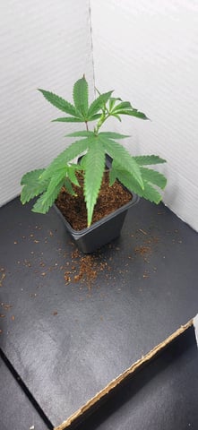 1st grow indoors(cardboard box to 2x2x4 to 5x5x6) — seedling_rooting, day 1