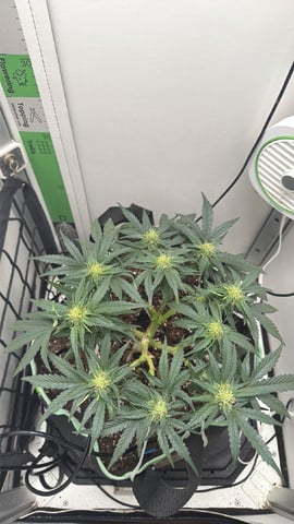Midsummer Outdoor — flower, day 52