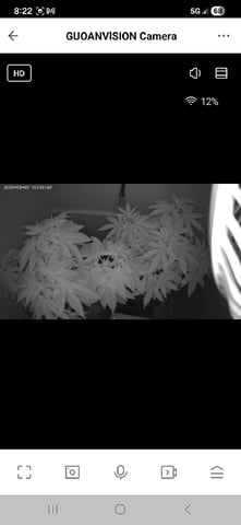 "NO CHEMA CUH" — flower, day 50