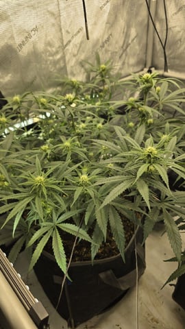 lilac diesel Rbx2 — flower, day 78