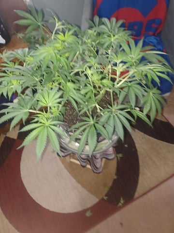 Poor Ivory — vegetative, day 77