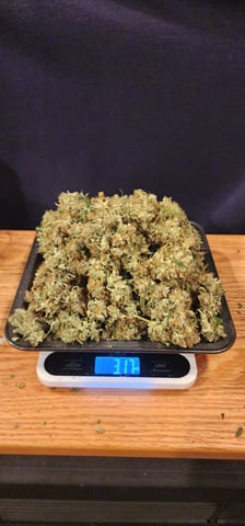 Critical Purple Autoflower — done, day 167