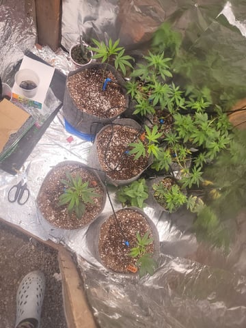 Ghetto Growing — germination, day 4