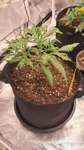 No3 — vegetative, day 35