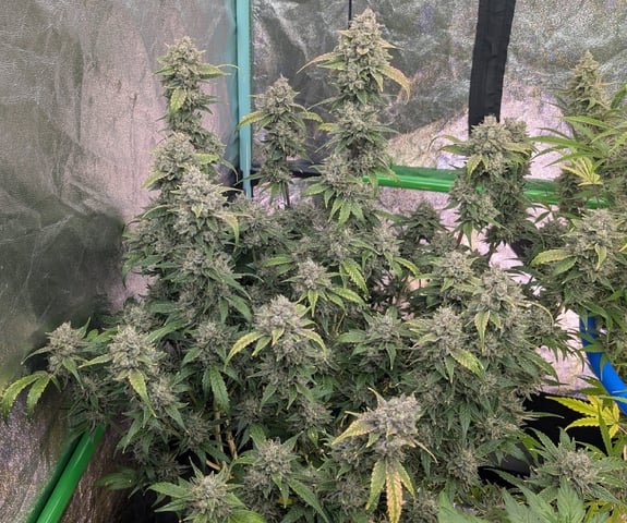 Perpetual Autoflower Mixed Grow #3 — flower, day 80