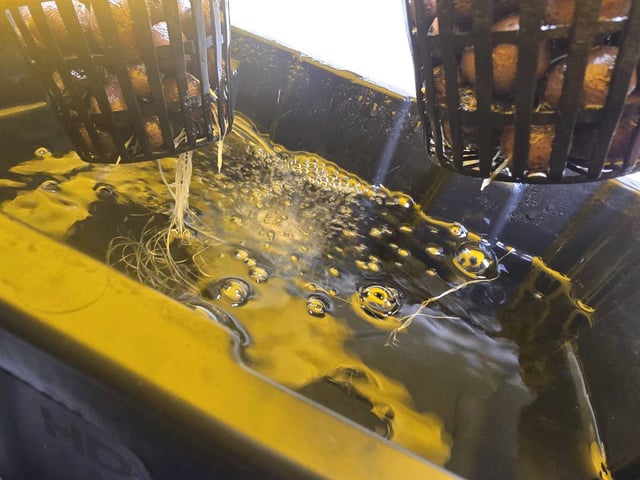 Oceanz 16 — seedling_rooting, day 2