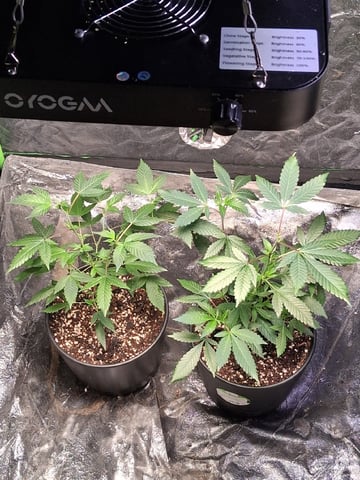 S&D  First Grow — vegetative, day 7