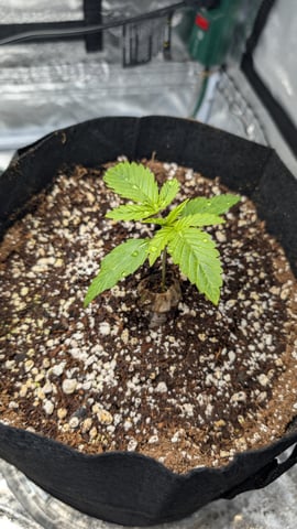 Grow 1 — seedling_rooting, day 17