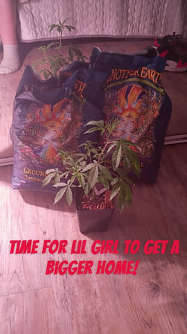 FKAFL — vegetative, day 9
