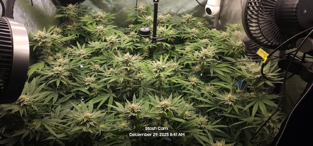 Guava Mints — flower, day 93