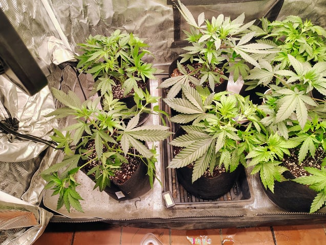 garage set up — vegetative, day 49