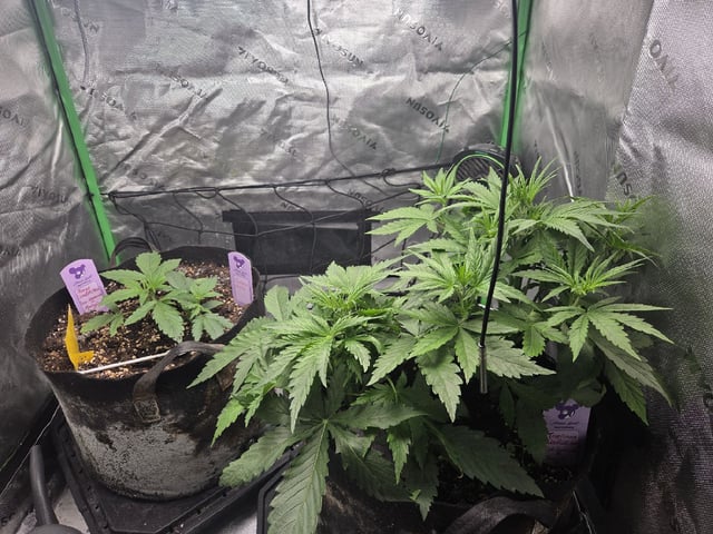 Automatic — vegetative, day 23