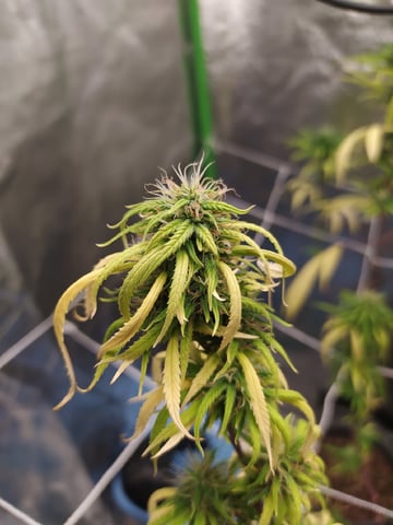Pren seeds from brazil — flower, day 30