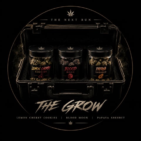 3 Strain grow  — grow_setup, day 1