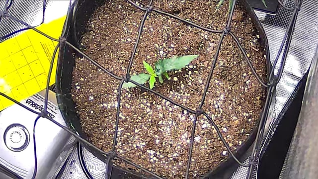 Vanna's Vanilla — seedling_rooting, day 17