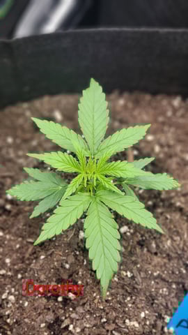 First attempt at planting some seeds — vegetative, day 35