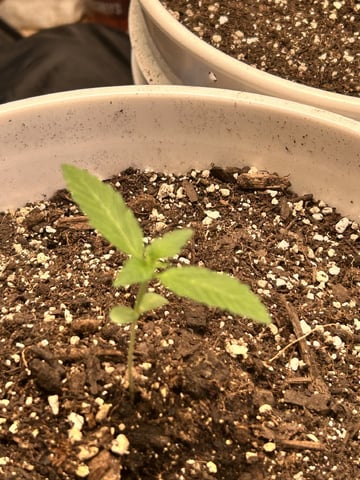Season 2 — seedling_rooting, day 14