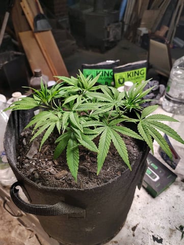 Hindu Kush — vegetative, day 50