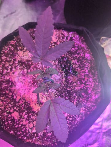 2025-26 — vegetative, day 11