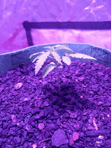 First autos  — seedling_rooting, day 18