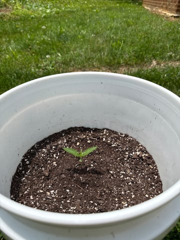 •Freedom Grow• — seedling_rooting, day 15