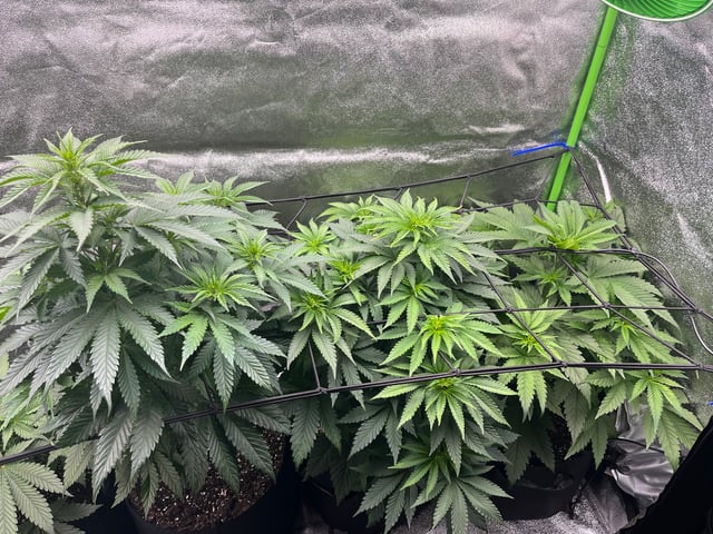 My First Four — flower, day 54