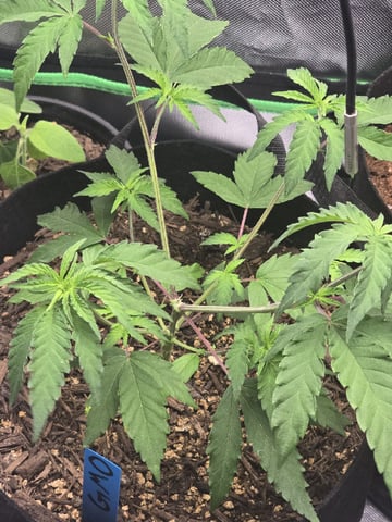 new start — vegetative, day 52